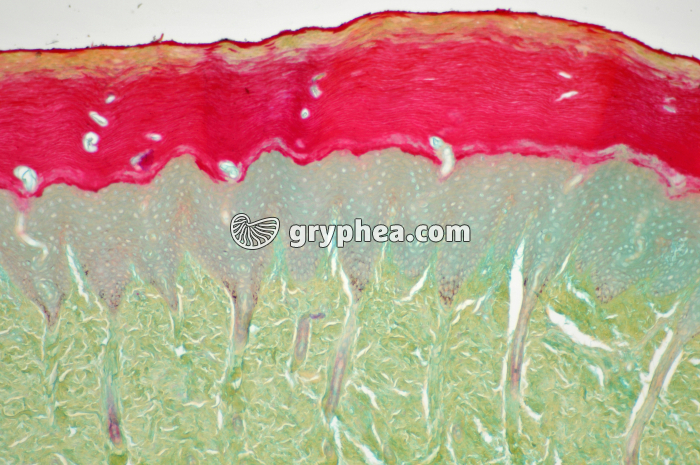 Coussinet plante Ecureuil x40 - gryphea.org